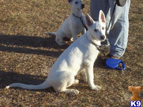 Puppies in GA
